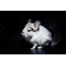 Chinchilla mosaico